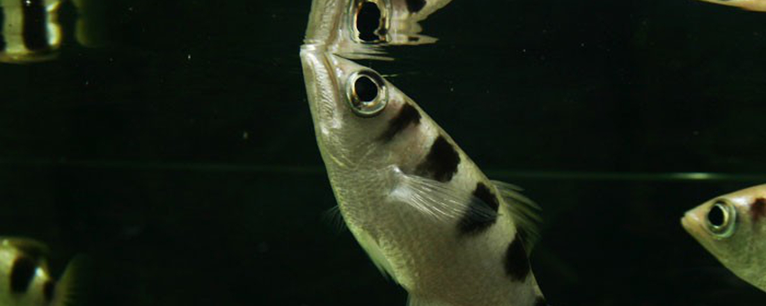 Bild eines Schützenfisches